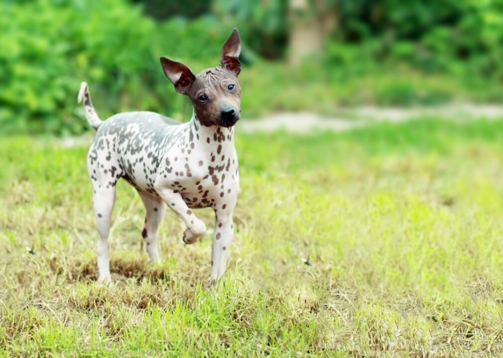 #63. American hairless terrier